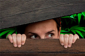 выращивать скрытно