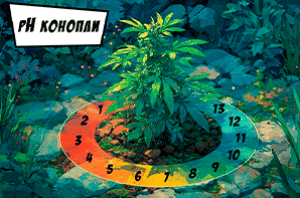 pH конопли