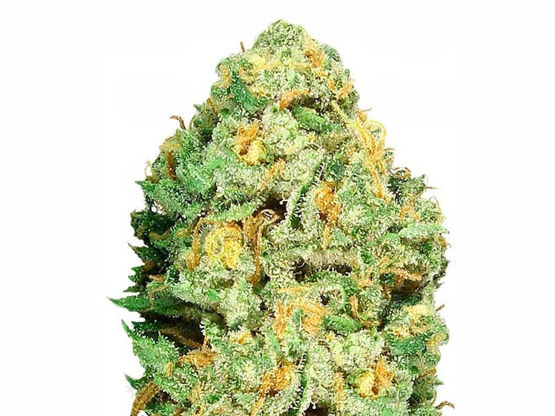 Fruit Punch fem от Heavyweight Seeds Fruit Punch fem - сативный гибрид