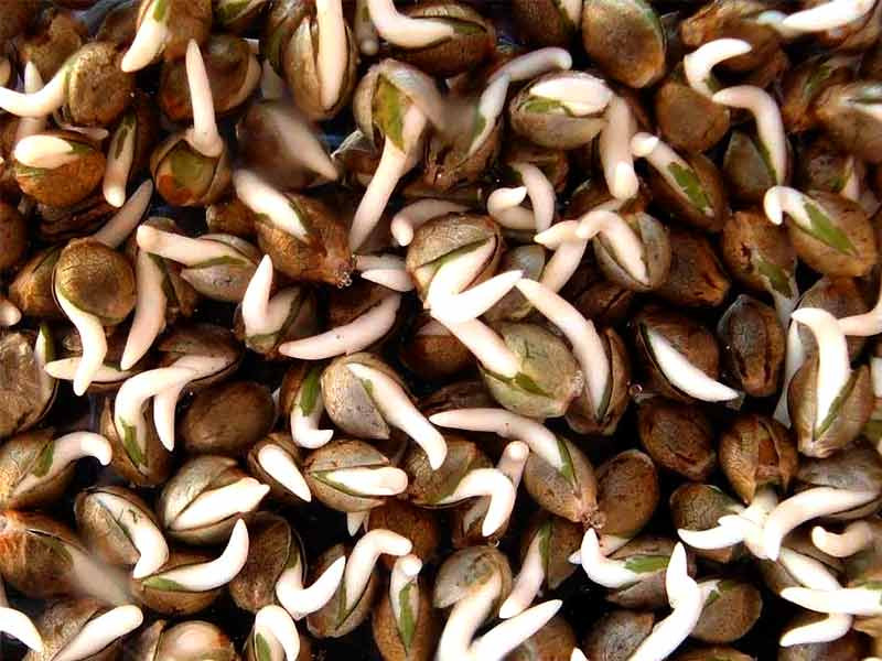 Информация о семенах конопли Факты о семках конопли