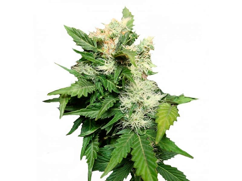 Сорт Betty Boo Auto Betty Boo Auto (Join Doctor)