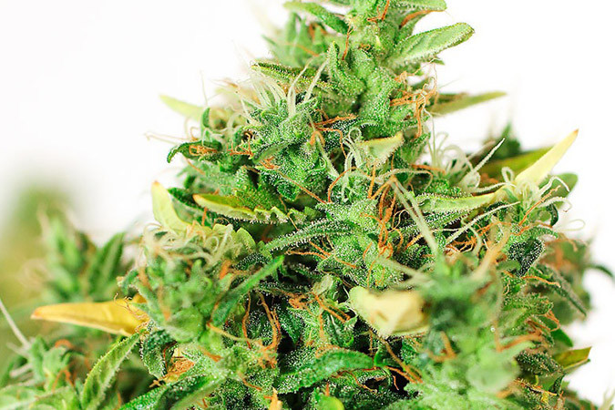 Автоцветущий сорт конопли Doctor’s Choice #1 auto Сорт марихуаны Doctor’s Choice #1 auto
