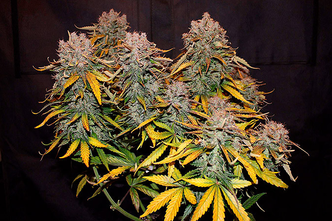 Автоцветущий сорт конопли Six Shooter auto Сорт марихуаны Six Shooter auto