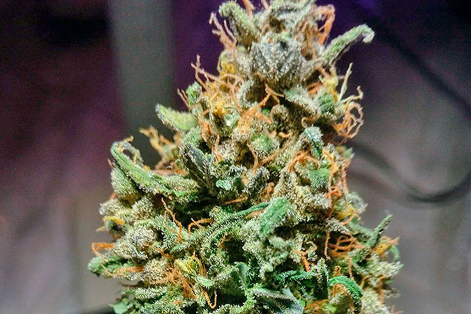 Карамельный вкус сорта каннабиса Cream Caramel Auto Стоун эффект от конопли сорта Cream Caramel Auto