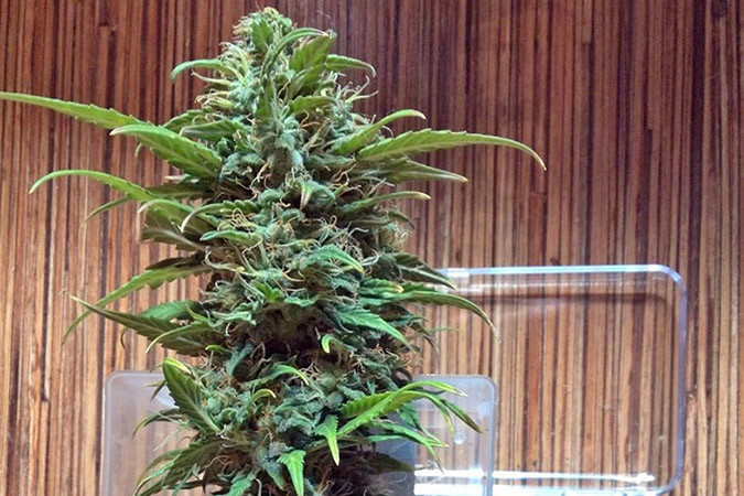 Как вырастить сорт марихуаны B. Lee Auto Выращивание семян конопли B. Lee Auto