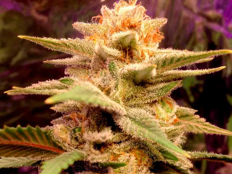 Caramelo fem Сорт конопли Caramelo fem