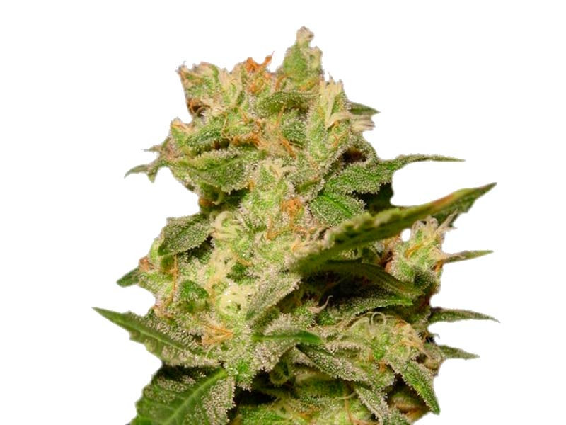 Слабопахнущий сорт Auto Jack Auto Jack