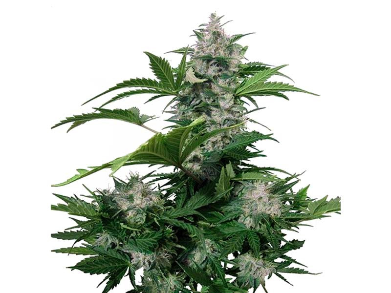 Быстрый сорт White Dwarf auto fem White Dwarf auto fem (Buddha Seeds)