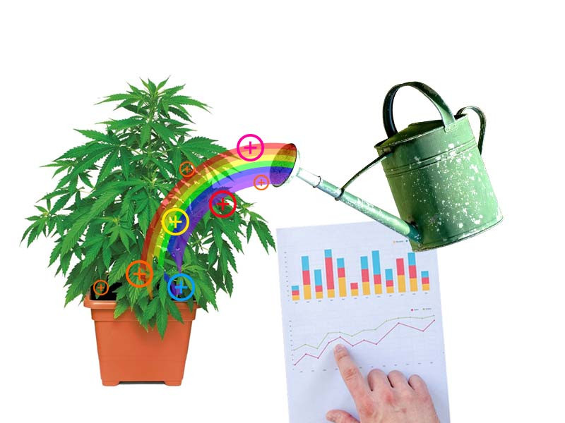 Подкормка конопли питательными элементами Подкормка для конопли