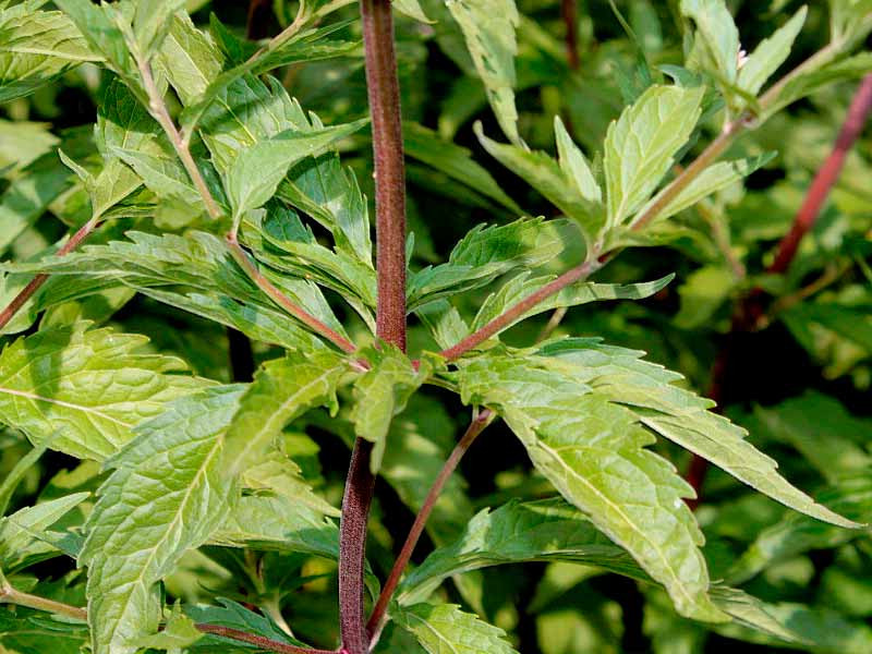 Посконник коноплевидный Посконник коноплевидный