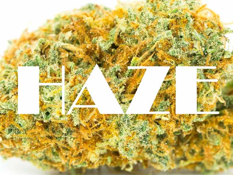 Сорта марихуаны семейства Haze Генетика Haze