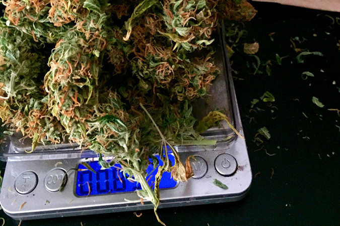 Эффект счастья и эйфории от сорта каннабиса Six Shooter auto Сативный сорт марихуаны Six Shooter auto