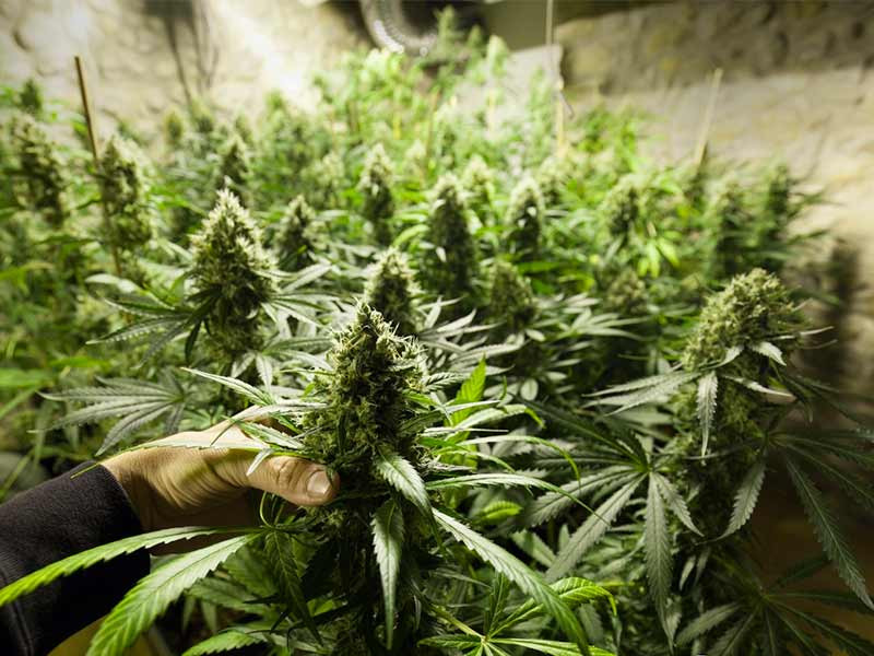 Каннабис перед харвестом Рост марихуаны
