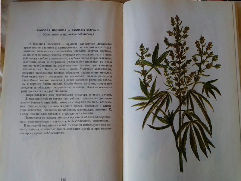 Изучение конопли по учебнику Учебник по коноплеводству