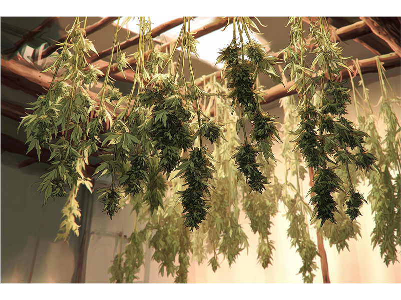 как сушить коноплю