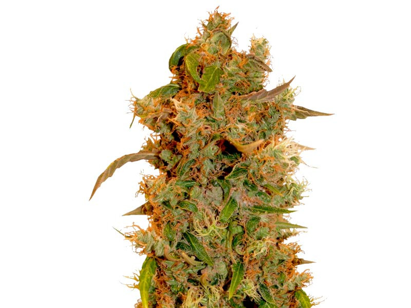 Сорт конопли 8 Ball Kush fem Сорт 8 Ball Kush fem