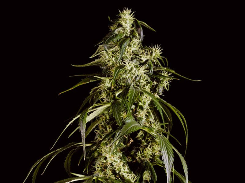 Сорт Arjan’s Haze #1 от Green House Seeds Сорт Arjan’s Haze #1 от Green House Seeds