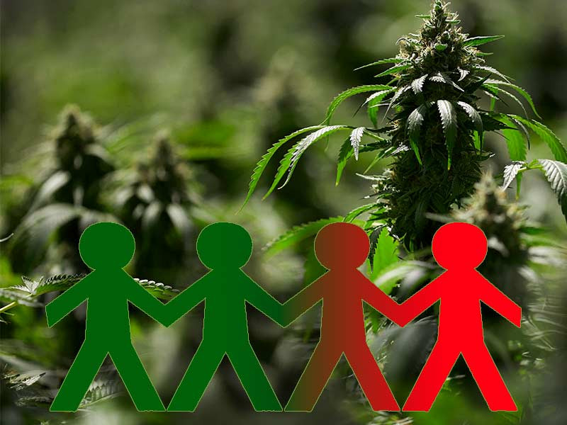 Автоцветы клонировать не выгодно Автоцветы конопли и клонирование