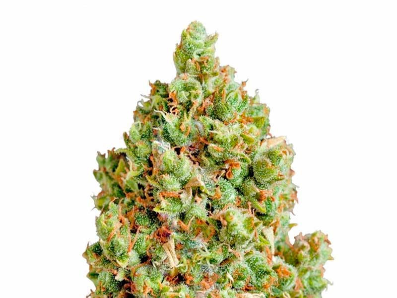 Critical Kush fem от Barney’s Farm 100% Индика - Critical Kush