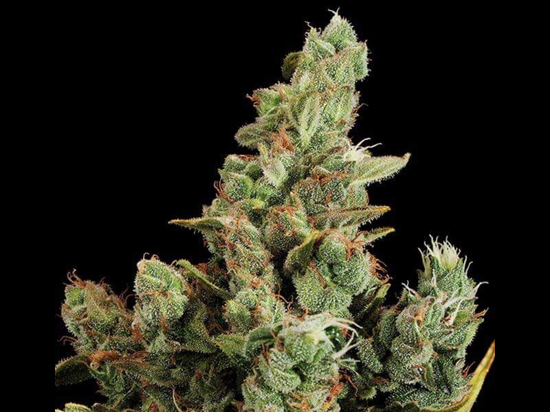 Cheese fem от Dinafem Seeds Cheese fem