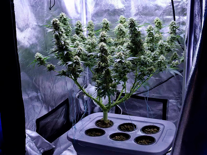 Проверяйте гидропонику стерильными инструментами От чистоты гидропонной системы зависит здоровье конопли