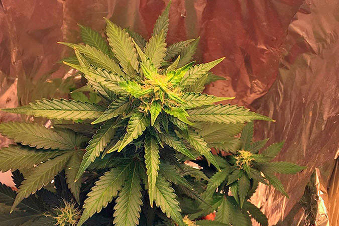 Автоцветущий сорт конопли Cream Caramel Auto Сорт марихуаны Cream Caramel Auto