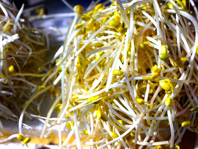 Проросшие семена Пророщенные ростки