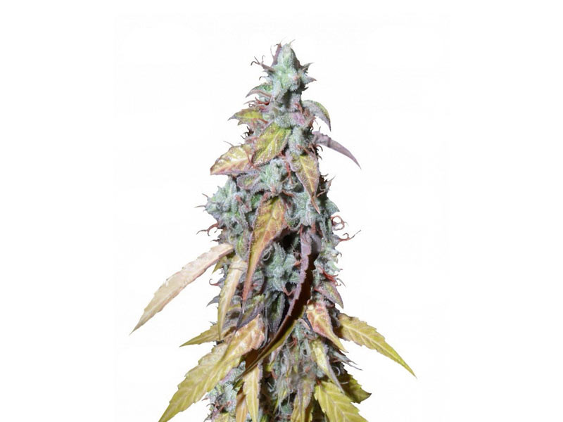 Auto Northern Lights от сидбанка Семяныч Auto Northern Lights - конопля для подоконника терпит плохую погоду