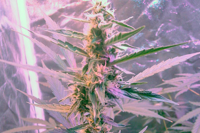 Как вырастить сорт марихуаны Green-O-Matic auto Выращивание семян конопли Green-O-Matic auto