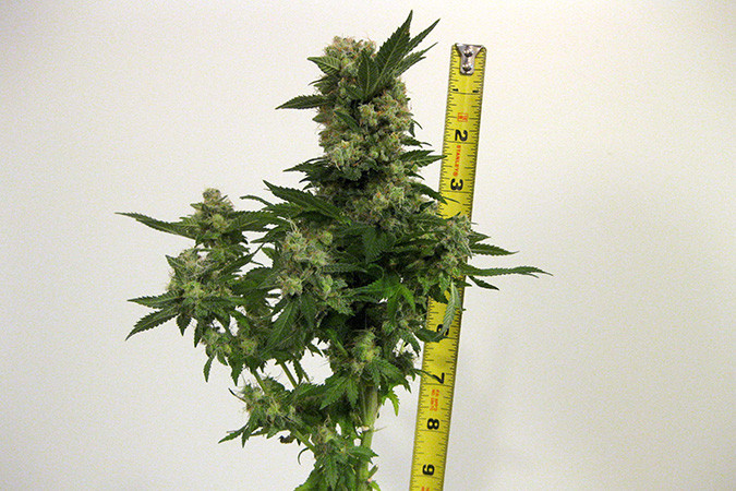 Сорт каннабиса с дизельным вкусом Auto Speed Bud Сорт конопли с преобладанием Сативы Auto Speed Bud