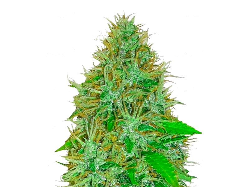 Сорт 2 Fast 2 Vast auto 2 Fast 2 Vast auto fem (Heavyweight Seeds)
