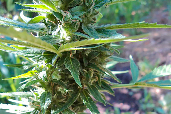 Психоделический сорт каннабиса Niagara auto Мощный сорт конопли Niagara auto