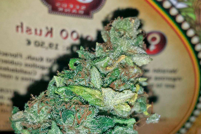 Цитрусовый сорт каннабиса Auto 00 Kush Ароматный сорт конопли Auto 00 Kush