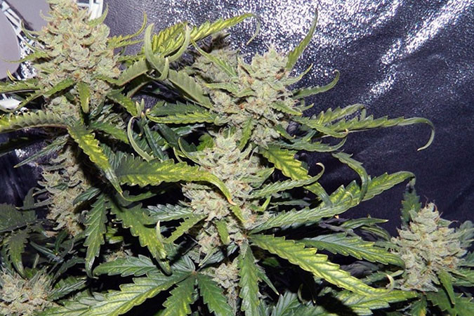 Как вырастить сорт марихуаны Green Crack auto Выращивание семян конопли Green Crack auto