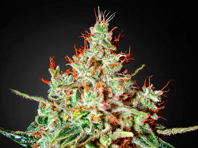 Сорт K-Train от Green House Seeds K-Train от Green House Seeds