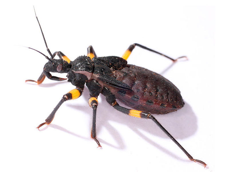 Хищница против жуков Хищнецы для конопли