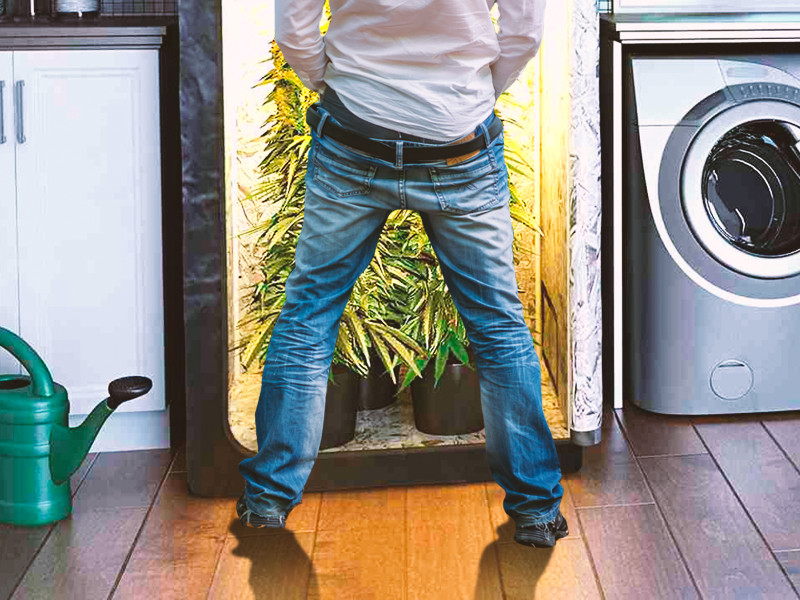 Не используйте мочу для удобрения конопли! Моча - неподходящее удобрение для конопли