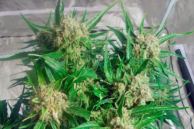 Как вырастить сорт марихуаны Cream Caramel Auto Выращивание семян конопли Cream Caramel Auto