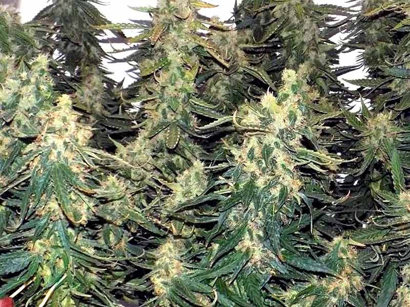 Six Shooter перед харвестом Выращивание сорта конопли Six Shooter auto