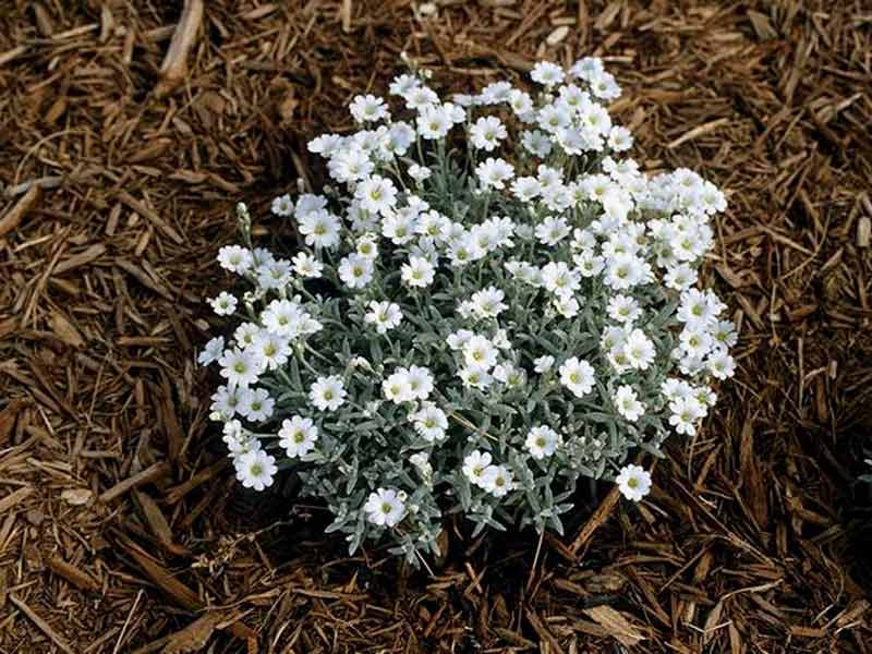 Мульча из Люцерны Люцерна для мульчи