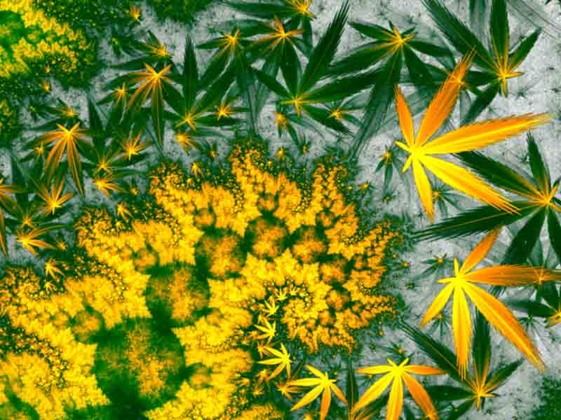 Психоделическое путешествие от марихуаны Сорта с психоделической ноткой