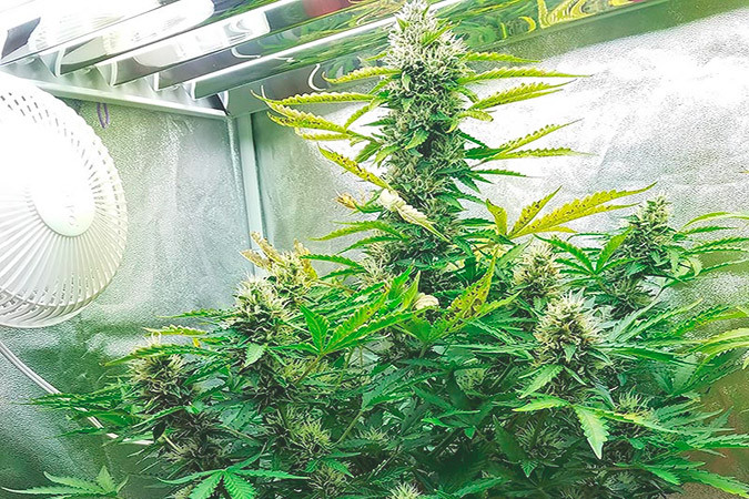 Как вырастить сорт марихуаны Gorilla Glue Auto Выращивание семян конопли Gorilla Glue Auto