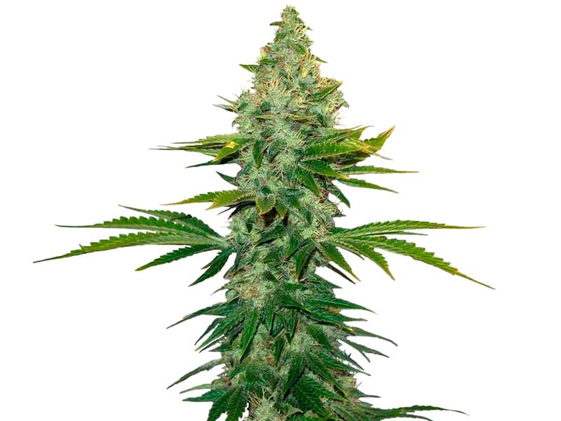 Сорт конопли Liberty Haze fem Сорт Liberty Haze fem