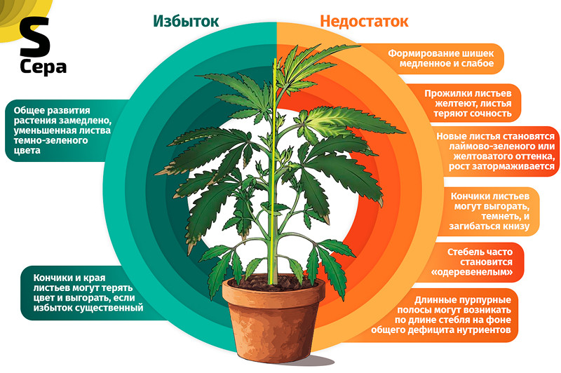 Сера и конопля