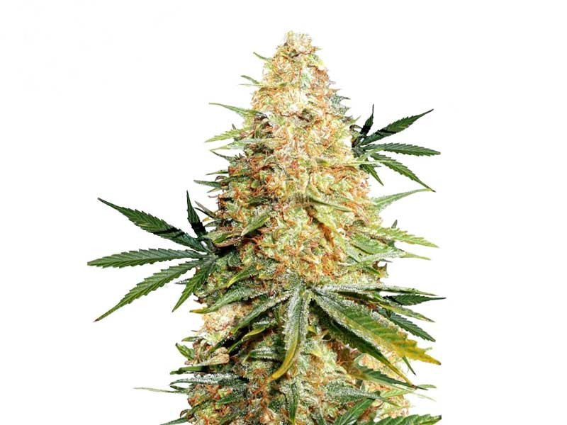 Сорт Lemon Zkittle fem от Dutch Passion Сорт Lemon Zkittle (Dutch Passion)