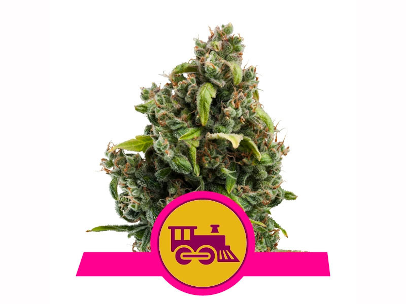 Быстрый сорт Candy Kush Express fem Candy Kush Express fem (Fast Flowering) (Royal Queen Seeds)