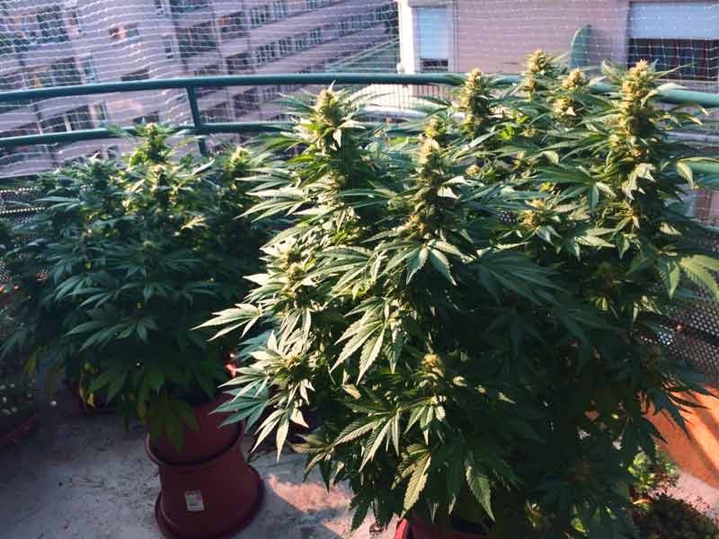 Добротные кусты конопли на балконе Куст травы на балконе