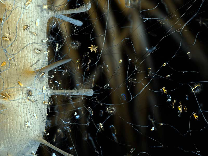 Симбиоз корней и микроорганизмов Взаимодействие корней и микроорганизмов