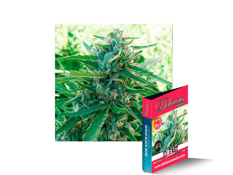 Быстрый сорт Sugar Black Rose Early Version fem Sugar Black Rose Early Version fem (Delicious Seeds)