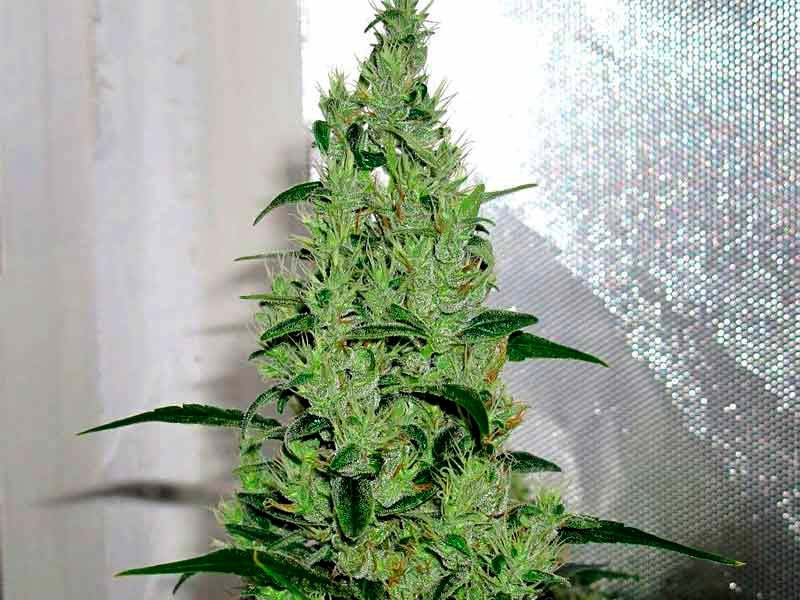Y Griega fem – от Medical Seeds Y Griega fem